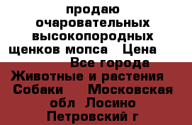 продаю очаровательных высокопородных щенков мопса › Цена ­ 20 000 - Все города Животные и растения » Собаки   . Московская обл.,Лосино-Петровский г.